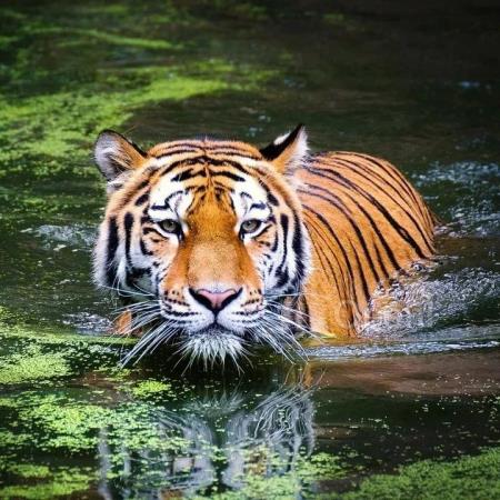 大模型开闭源争吵不休：开源落后闭源一年，决定模型能力的不是技术？