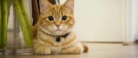 梗图理解“天花板”!港中文终身教授贾佳亚团队推出多模态模型:GPT-4+DALL-E 3,王炸组合刷爆榜单