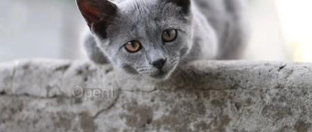 用 AI 面试员工的企业，知道打工人在想什么吗？！