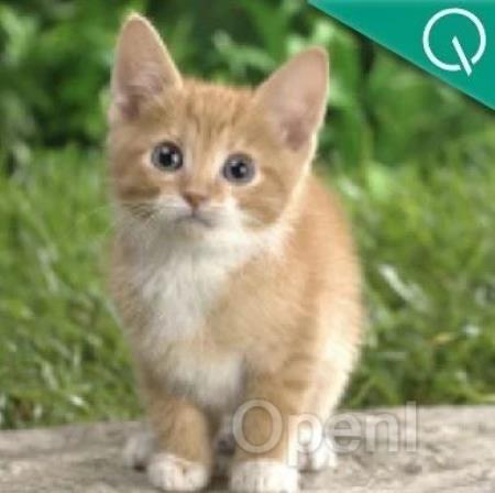 字节发布视觉基础模型ViTamin，多项任务实现SOTA，入选CVPR2024