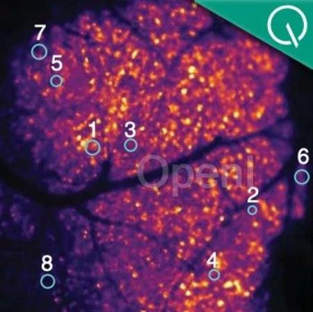 死宅更容易变傻？？Science正经研究：大脑缺氧竟是常态，但靠可以改善