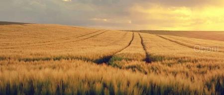 六大国有银行AI大模型进展如何,又探索了哪些应用?