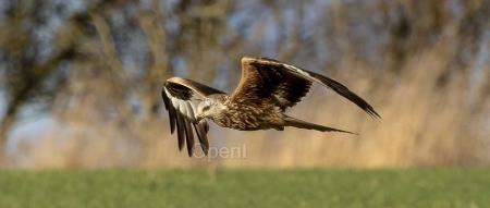 苹果股价罕见飙升,因网传 M4 芯片将于年末发售