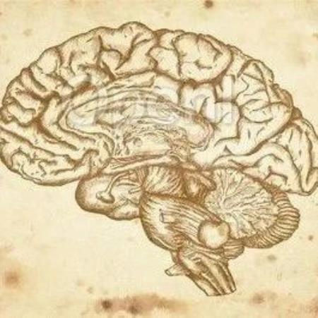 Nature：大脑可以将免疫系统引导到一个意想不到的程度