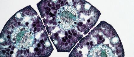 CellAgent:LLM Agent 助力单细胞测序数据分析的重要突破丨AI 4 Science