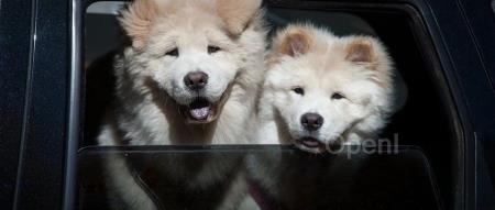 OpenAI 取消前员工离职协议“封嘴”条款;字节系多款App被指控抄袭源代码;京东被曝严抓考勤、微信非工作群全部解散|AI周报