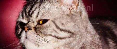 奥特曼突然变身OpenAI “安全卫士”!网友:刚被实锤不关心安全还“心理虐待”,谁信啊