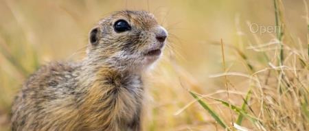 投资大佬炮轰谷歌一半员工是摆设！AI 工程师：我们被招来后净做没用的东西了