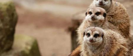 4人团队,如何用大模型创造近千万业务价值?