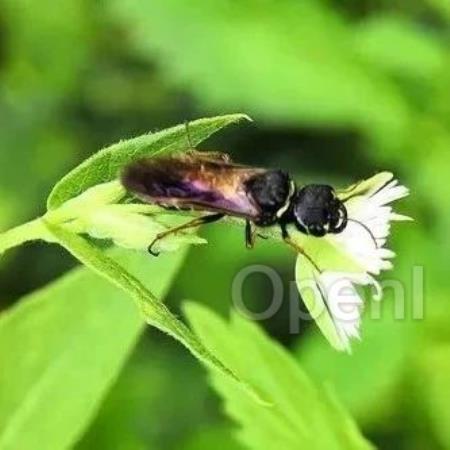 数十名科学家就昆虫等生物存在意识发表声明