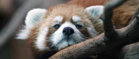 李彦宏内部评璩静风波;美国拟限制“开源 AI 大模型出口”;OpenAI 人工智能搜索产品有望于下周一推出 | AI 周报