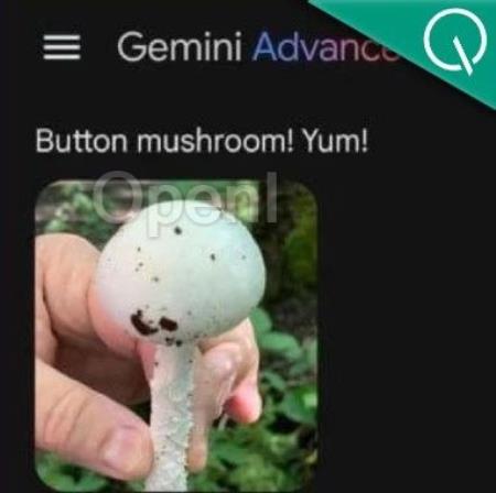 谷歌AI搜索闯大祸!建议网友吃石头、毒蘑菇,把胶水加到披萨上,评论区炸了