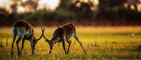 王小川:不烧钱推AI应用、大模型价格战是云厂商的游戏