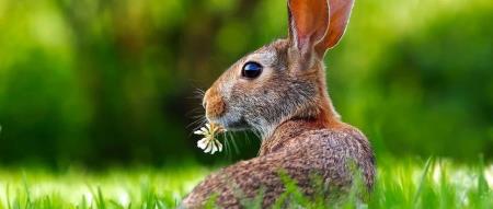 前 LangChain 员工爆料更强的 Devin 2.0 要来了?所以,“世界首个AI程序员”到底造假没?