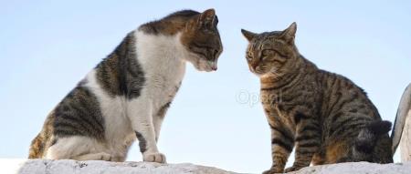 微软秘密开发首个千亿大模型,竟由OpenAI对手操刀!网友:你不要奥特曼了?