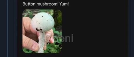 披萨上涂胶水、建议用户吃石头、毒蘑菇……谷歌又被大模型带沟里