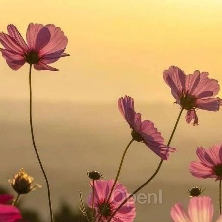 面对质疑,奥特曼终于公开了OpenAI 前沿大模型安全架构