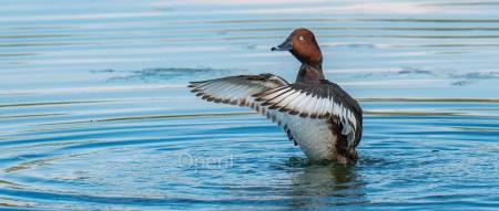 联创用ChatGPT写的一行代码让公司损失上万美元!网友:老板自己写的,找不到人背锅了