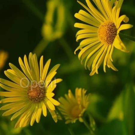 字节跳动发布“豆包 MarsCode”智能开发工具,面向国内开发者免费