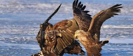 Ilya 官宣新公司,主打“恶意”竞争!先拉不缺钱的技术大佬入伙,不盈利也要赢过 OpenAI !