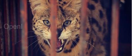 1个芯片顶英伟达3个？这个偏爱印度的创始人爆肝8年，终于等来抢英伟达泼天富贵的一天！