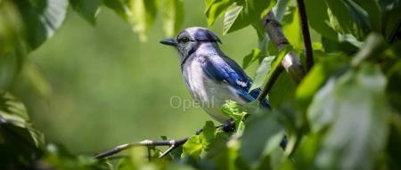 腾讯回应可付费实习;支付宝发布AI 工具测脱发,最严重获称“人间蒲公英”;京东员工战618:凌晨3点下班、配行军床 |AI 周报