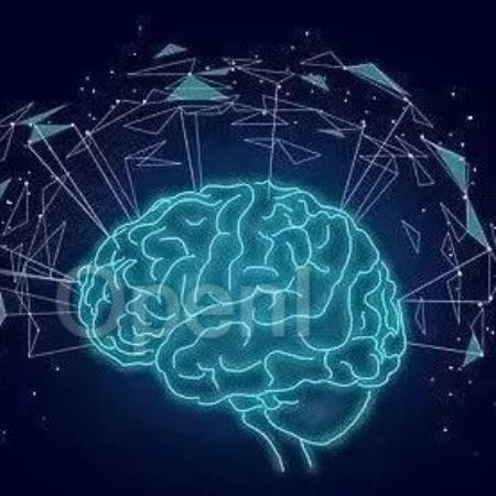 Nature 经典回顾 | 重塑神经科学范式:大脑形状决定功能的新发现