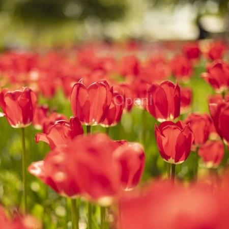 网络架构如何支持超万卡的大规模 AI 训练?