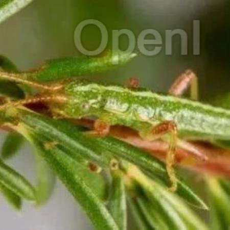 Nature：进化会重复发生