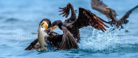 没想到国内大模型厂商又一次high起来,是因为OpenAI 断供!