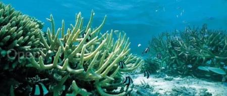 生物、几何和物理的完美结合：L. olor的超伸缩性