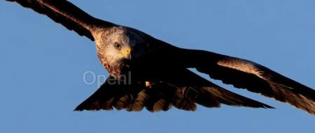 Python 社区被苹果坑!只因一个字符串审核被拒,核心开发者们想了 8 天办法