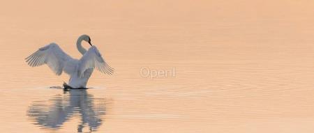 小红书招聘年龄底线35岁,猎头:超32岁基本没戏;小米汽车员工实发工资曝光,年入百万不是梦;极目银河老板欠62亿跑路 |AI周报