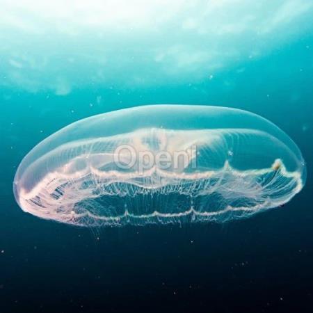 快手开源 I2V-Adapter,即插即用、轻量级模块让静态图像秒变动态视频