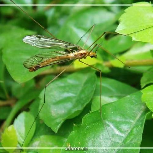 小蚊子的大视角