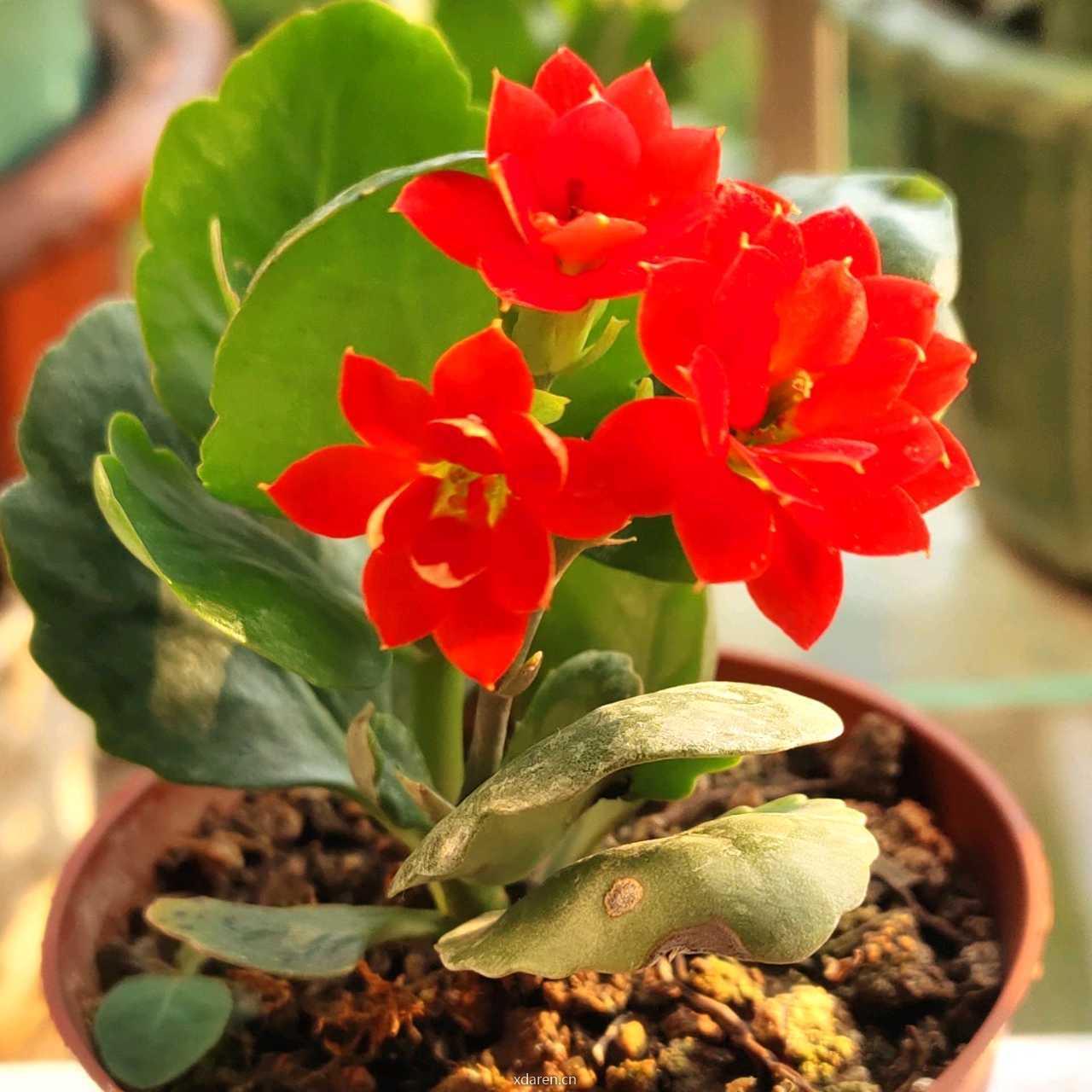 锦上添花的退休生活