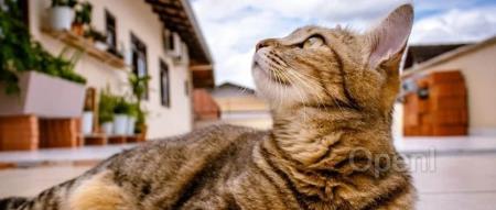 英伟达老员工集体“躺平”，在上数钱的快乐谁懂？