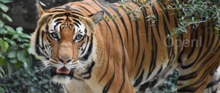 下一代 RAG 技术来了!微软正式开源 GraphRAG:大模型行业将迎来新的升级?