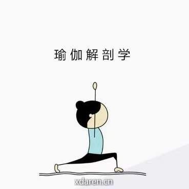 瑜伽解剖学