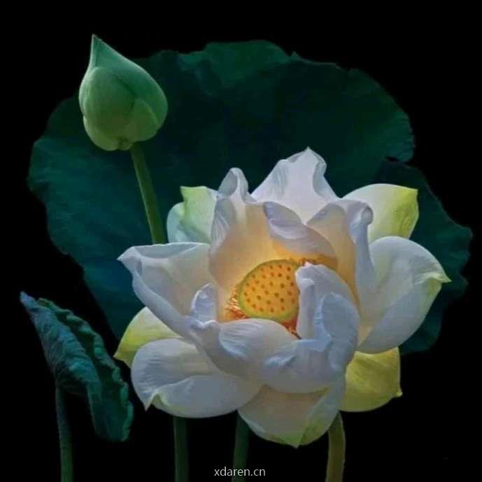 恭喜你有心室了