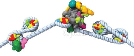 ML如何推动结构生物学的发展?哈佛科学家用AI在最小尺度上研究人类发育