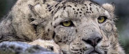 微软中国CTO韦青:亲身经历大模型落地的体会与思考