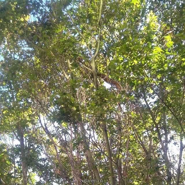 子曰的史料与史学