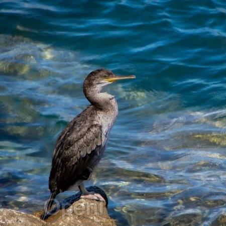 大模型增强下的图智能在金融场景的应用与实践