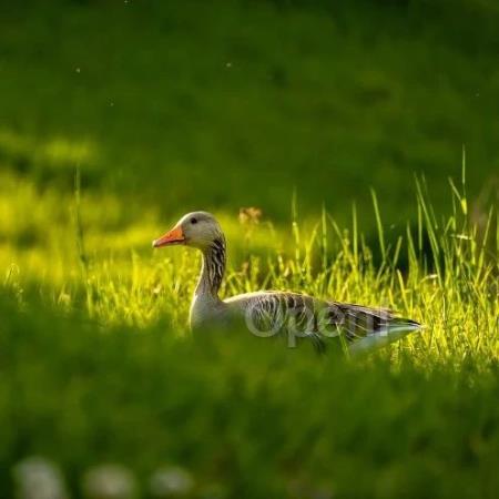 AI 时代,网关更能打了?