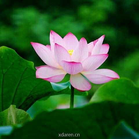 人间净土禅修文化