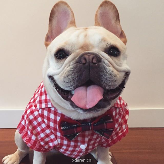 常州流浪动物救助