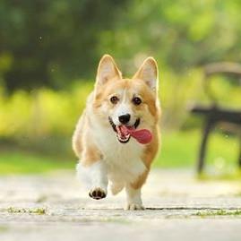 爱柯基狗狗