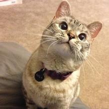 哈尔滨幸福猫狗之家救助站