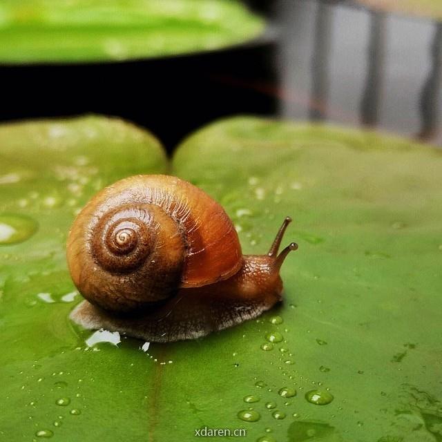 Snail蜗牛妈妈